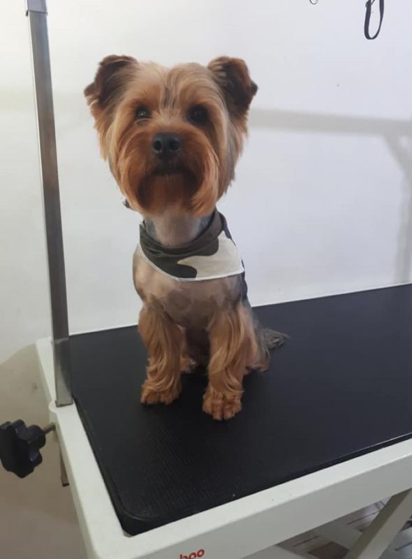 Happy dogs grooming Dog grooming Καλλωπισμός ζώων Κούρεμα σκύλου